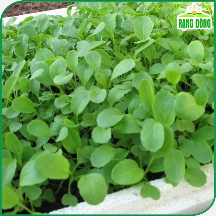 Hạt giống Cải Xanh Ăn Non, Nhanh Thu Hoạch, Trồng Quanh Năm - Hạt Giống Rạng Đông