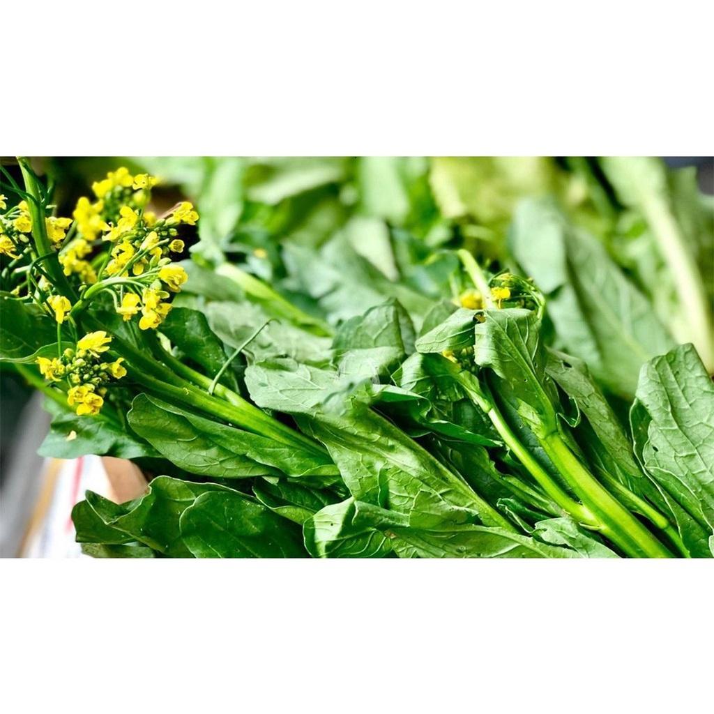 HẠT GIỐNG RAU CẢI NGỒNG - SINH TRƯỞNG VÀ SINH TRƯỞNG THUẬN LỢI TRONG NHIỆT ĐỘ CAO, ĐỘ ẨM LỚN