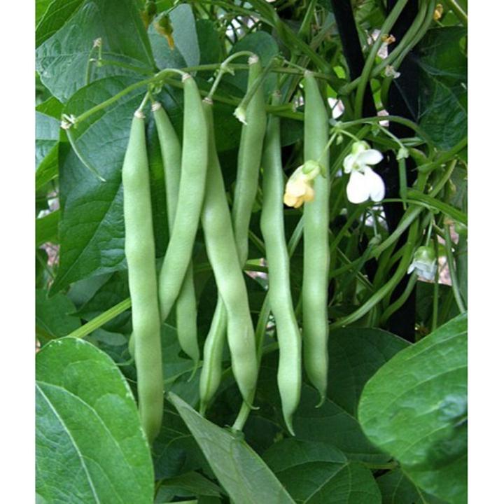 Hạt Giống Đậu Cove Hạt Trắng Dạng Leo 4 Mùa 10Gr - Phú Nông Seeds - Shop Phân Bón và Hạt Giống