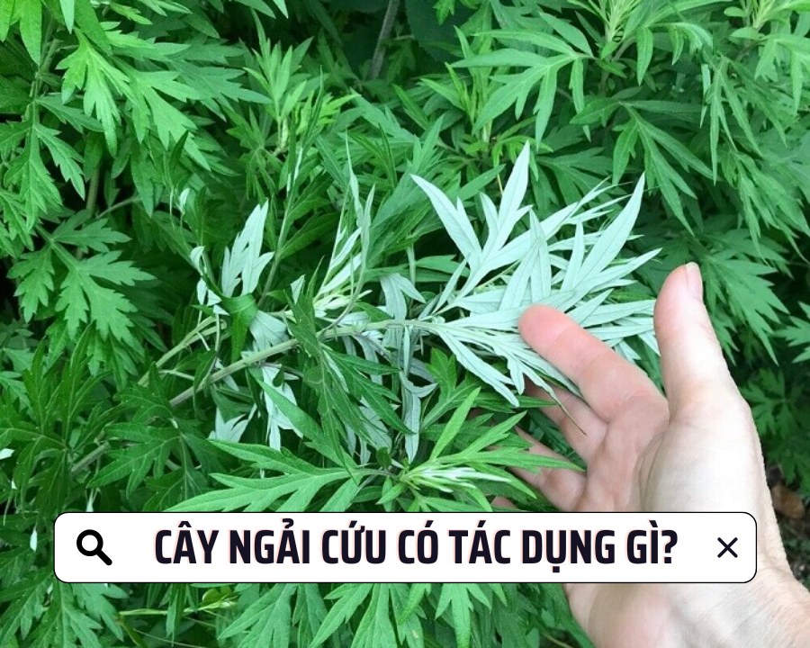 Combo 10 Cây Ngải Cứu, Nhả Ngải, Bắc Ngải