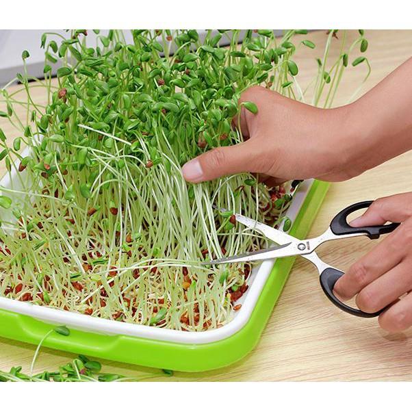 Combo 5 khay trồng rau mầm tiện dụng