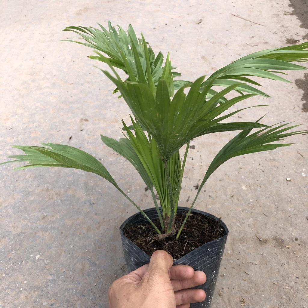 Cây cọ nhật phong thuỷ, Chiều cao 25cm gốc to khoẻ tán lá đẹp bắt mắt sức chống chịu cực tốt thích hợp trang trí sân vườ