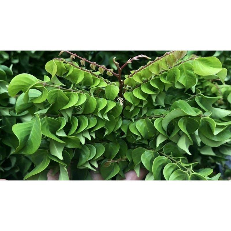 1kg lá khế chua tươi sạch , cắt từ cây nhà trồng