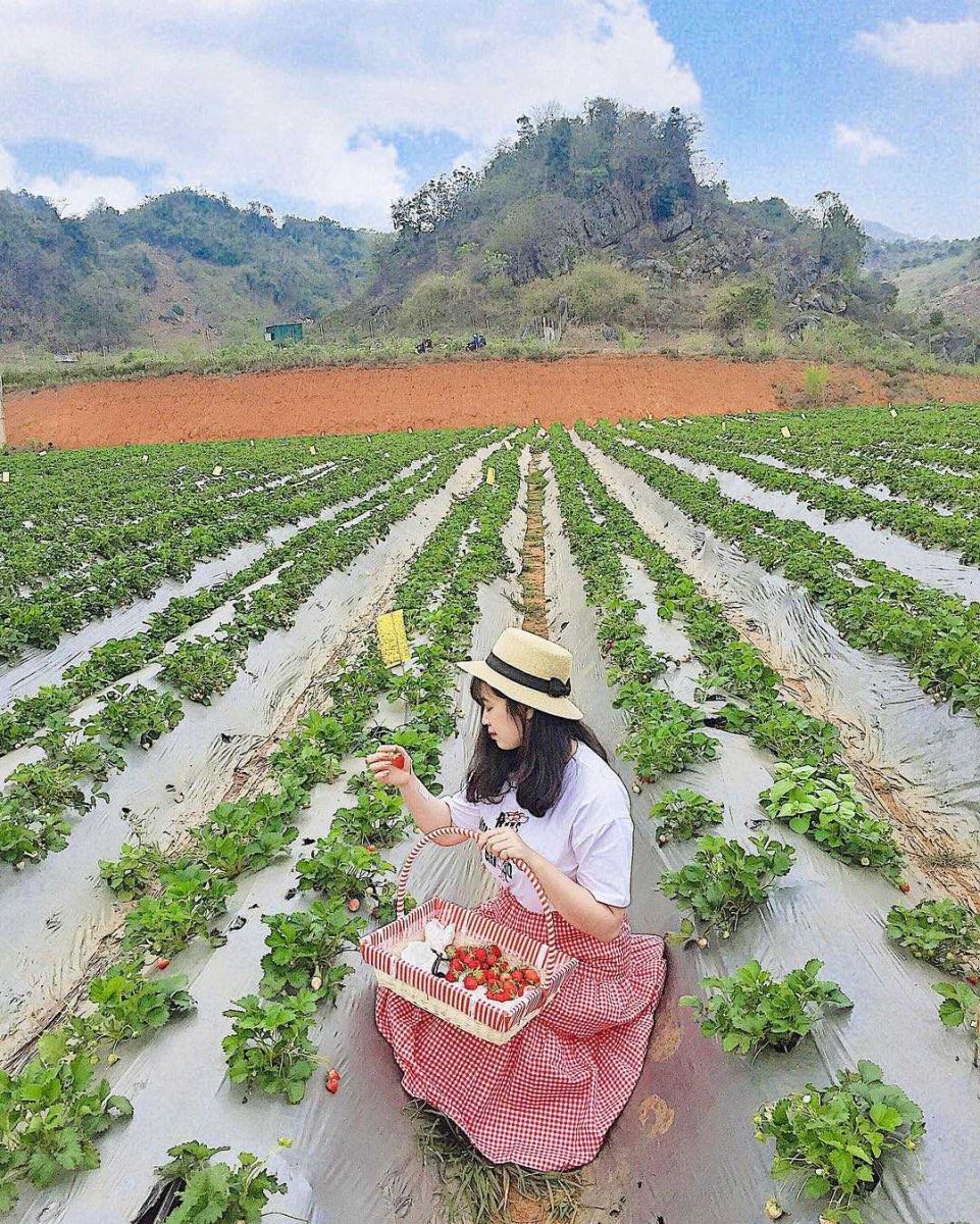 Tour Mộc Châu - Mai Châu - Cầu kính Bạch Long 2 ngày 1 đêm, Khởi hành thứ 7