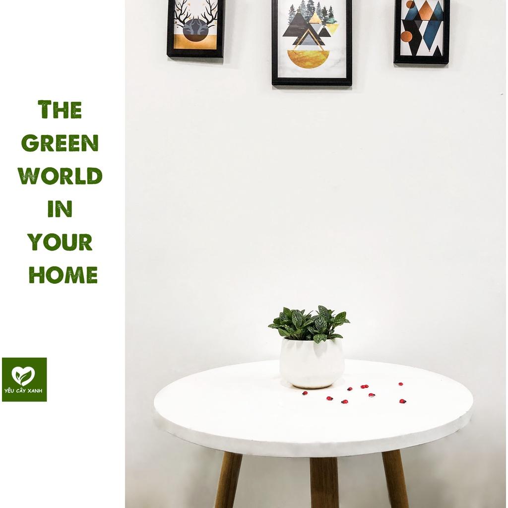 Cây Cẩm Nhung - Fittonia - Lá May Mắn