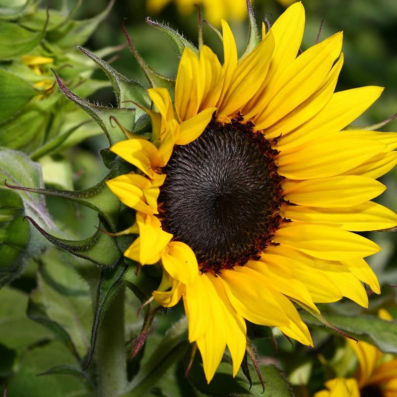 Hạt giống hướng dương cắt cành