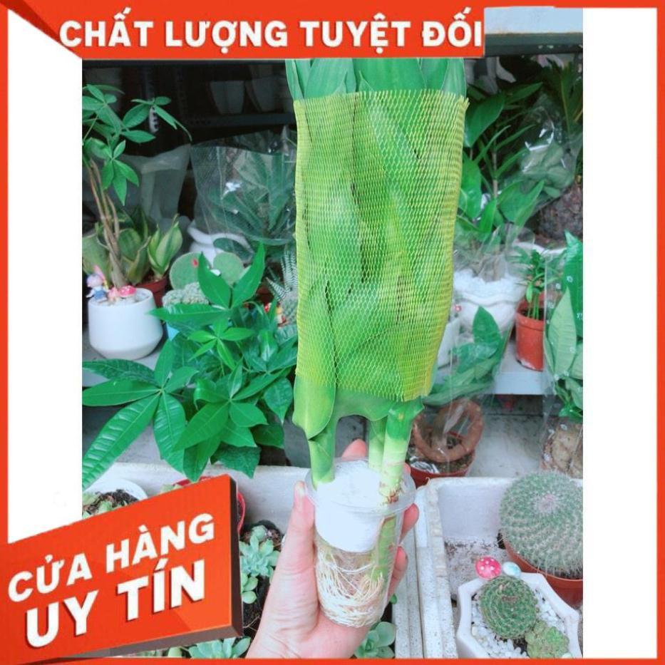 Phát Tài Búp Sen