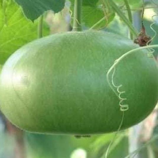 Hạt giống bầu quả tròn Thái lan-gói 10 hạt/tặng kèm gói phân bón lót