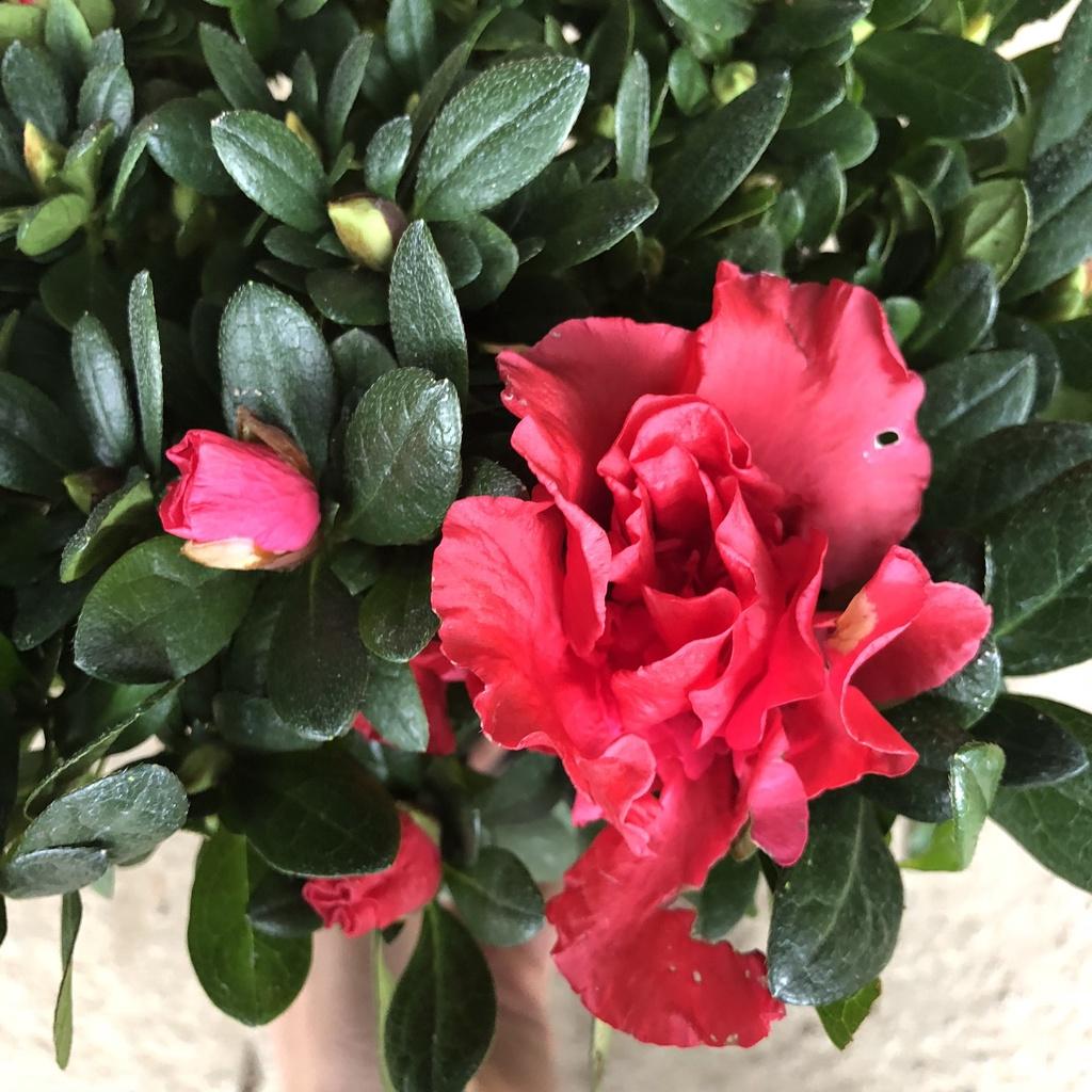 Cây hoa đỗ quyên đỏ cao 25cm, Cây tán tròn nhiều hoa nhiều nụ nở đẹp cây thích hợp trang trí nhà cửa sân vườn