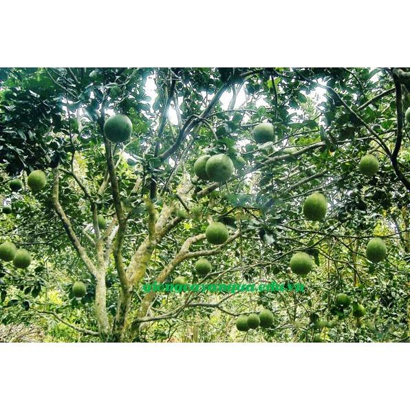 CÂY BƯỞI DA XANH