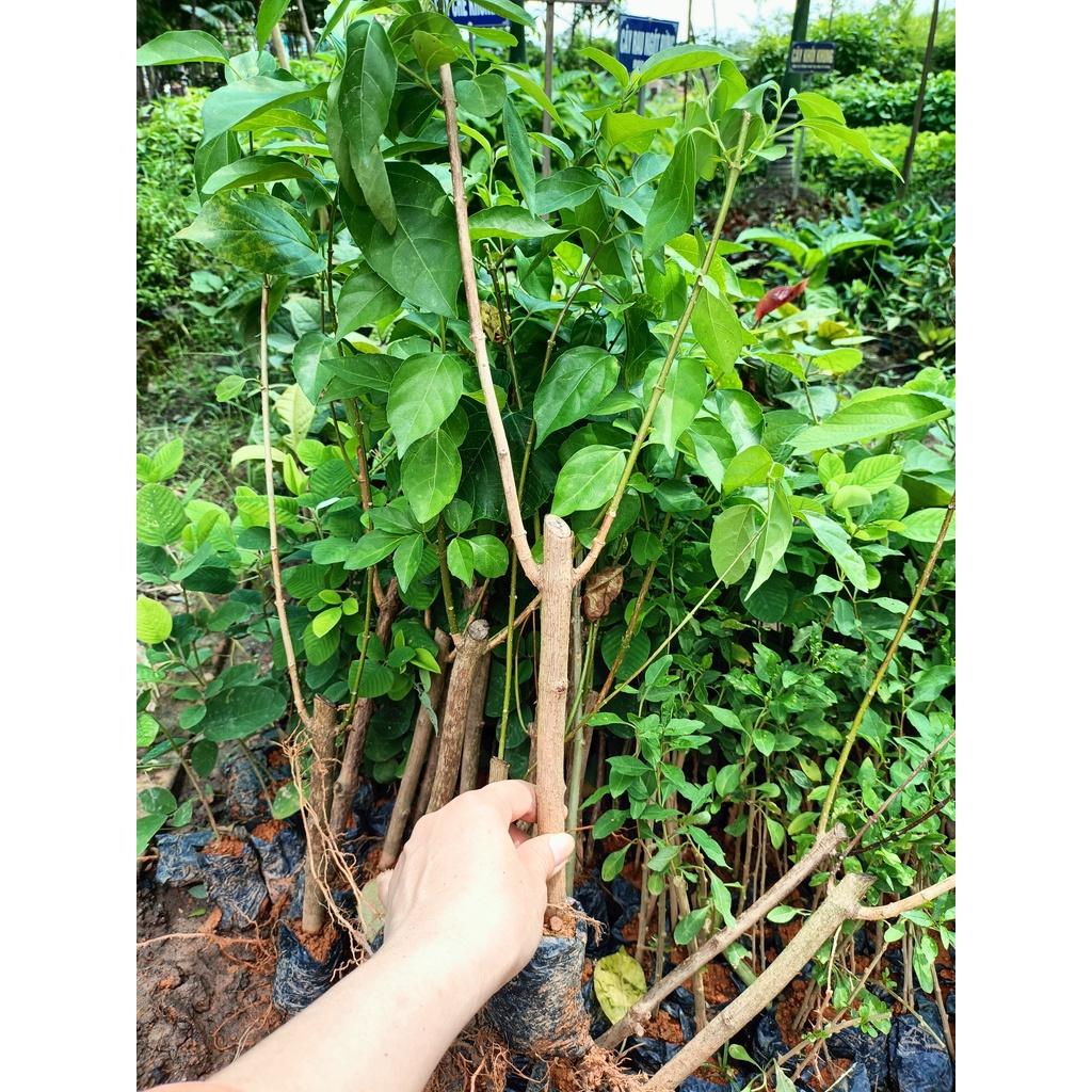 Cây giống lá gan