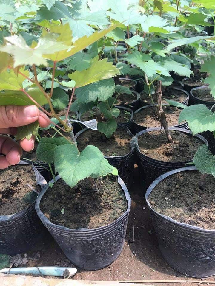 Cây giống nho lùn pháp hàng chuẩn