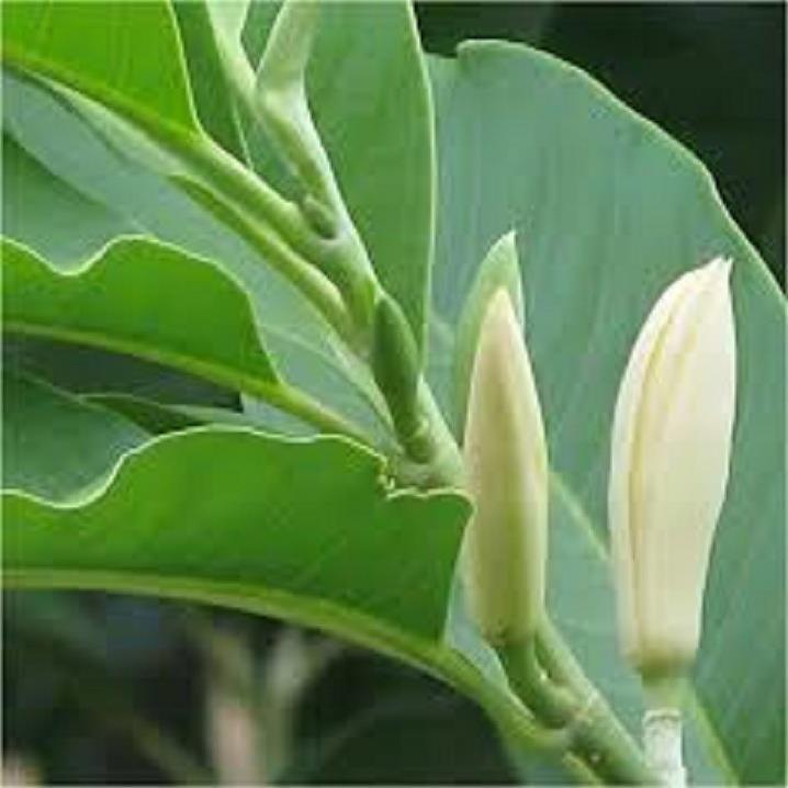 CHẬU CÂY HOA NGỌC LAN TRẮNG- CÂY CHOAI LỚN, SẮP HOA