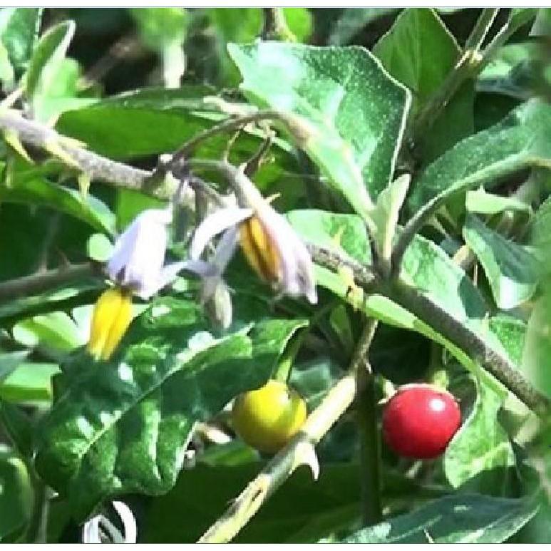 Bộ 5 gói hạt giống cây cà gai leo