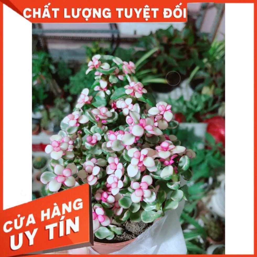 Đô la kiểng kèn chậu sứ Nhiều Người Mua