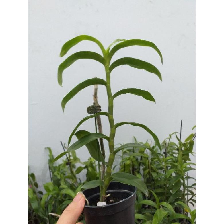 Hoa phong lan - trầm rồng đỏ