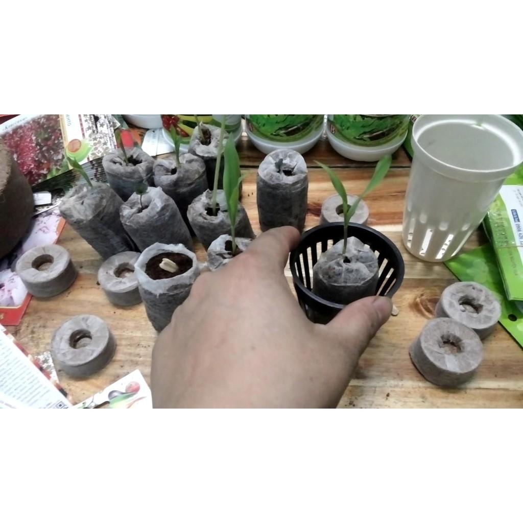 Chậu trồng lan cấy mô 100 chậu