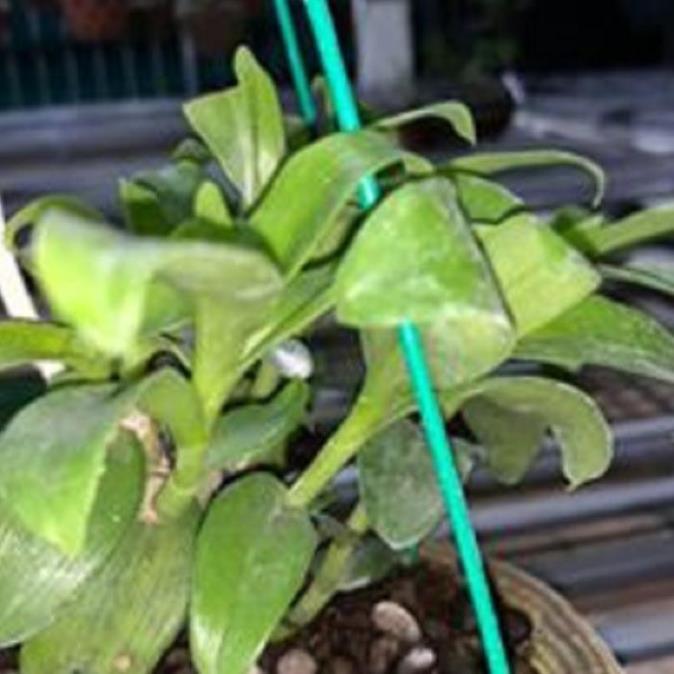 Hoa lan - 5CT mắt mờ hải dương+ 700g phân thỏ hữu cơ ki mập khỏe ấm chậu