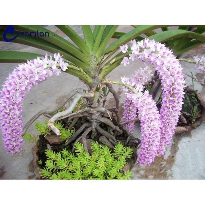 COMBO 10 CÂY lan giáng hương đuôi ch.ồn tím rừng lào