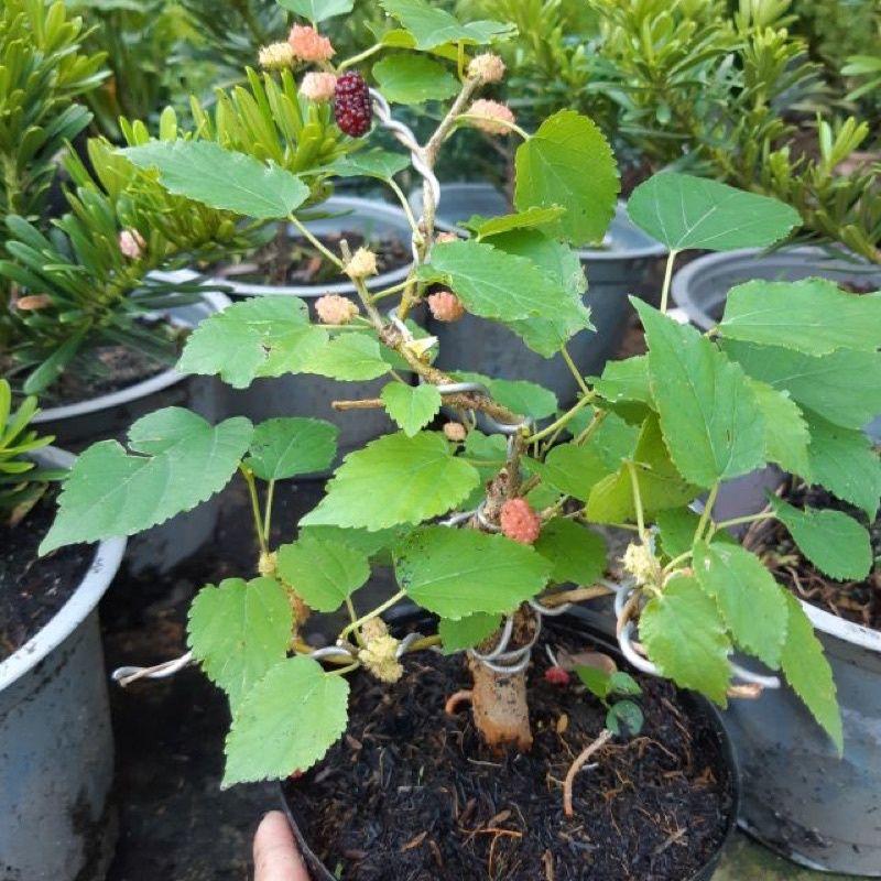 Cây Dâu Tằm siêu trái mini bonsai