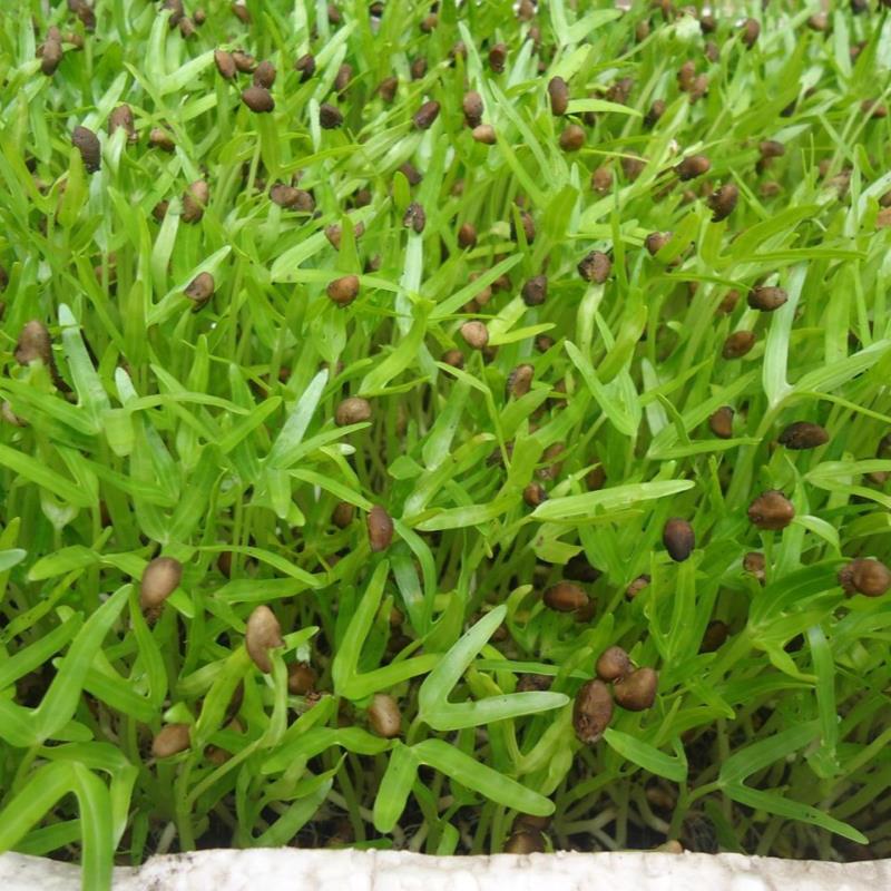 Hạt rau mầm rau muống Thái Lan siêu giòn ngọt - 1kg