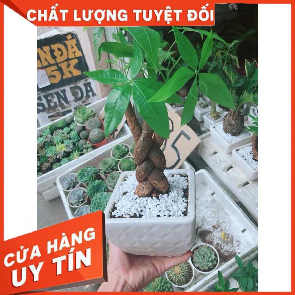 Chậu kim ngân thắt bím 3 thân Nhiều Người Mua