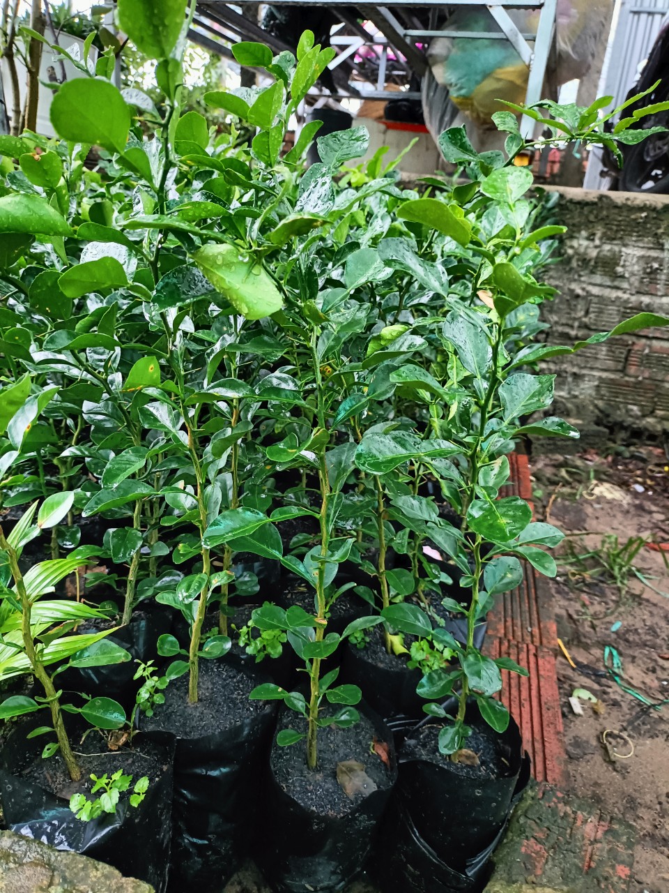 Cây Chanh chúc Thái lan cây đẹp.