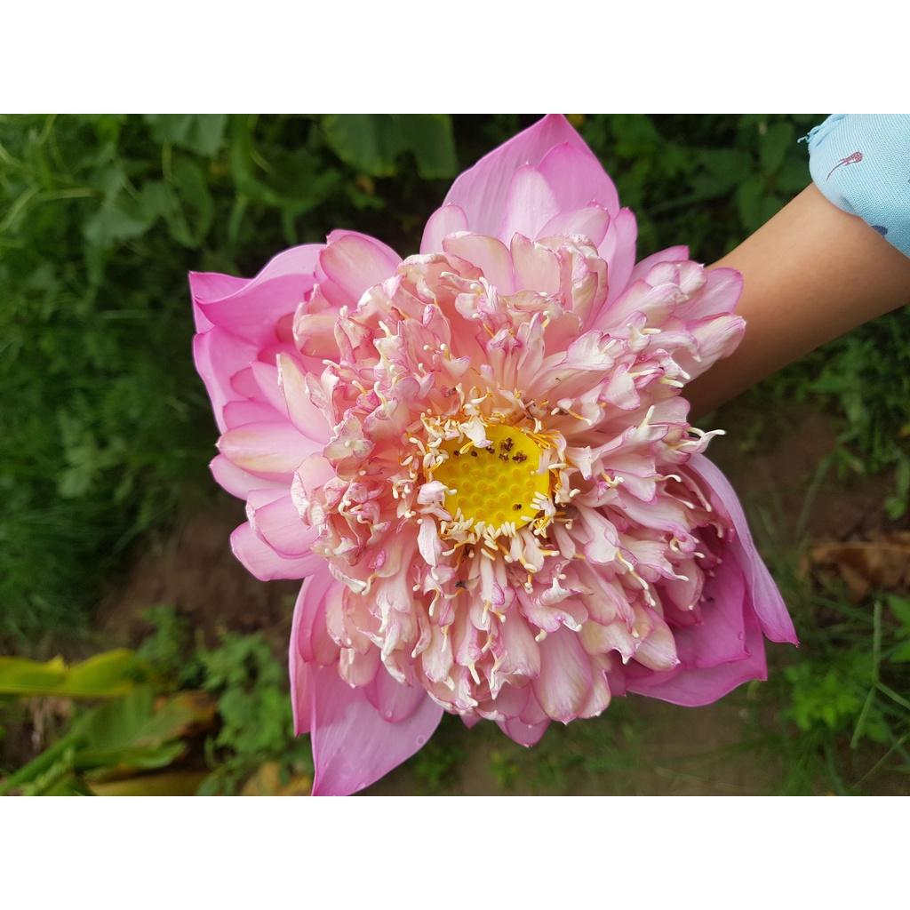 Hạt giống sen lớn