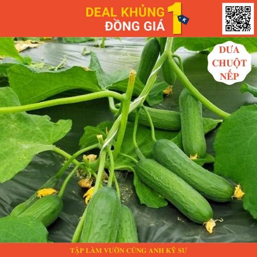 Gói 2 Hạt giống Dưa chuột nếp ta - Làm vườn cực dễ cùng anh kỹ sư