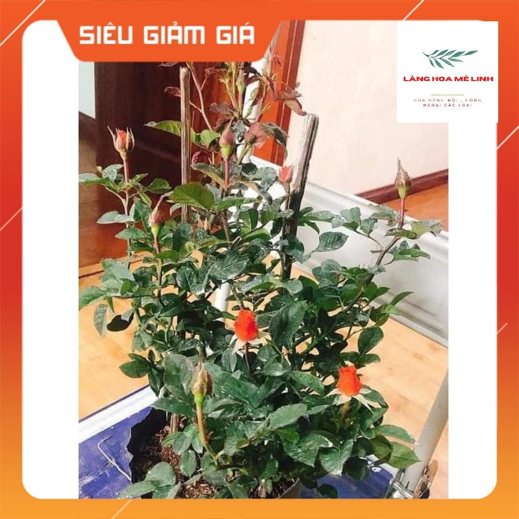 HOA HỒNG TIỂU MUỘI MÀU SẮC PHONG PHÚ ĐỎ - CAM HOA HỒNG NỤ NHỎ