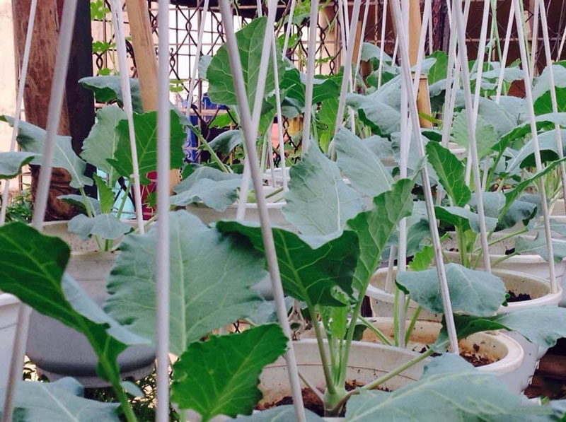 Hạt giống Su Hào Phú Nông gói 0.5gram