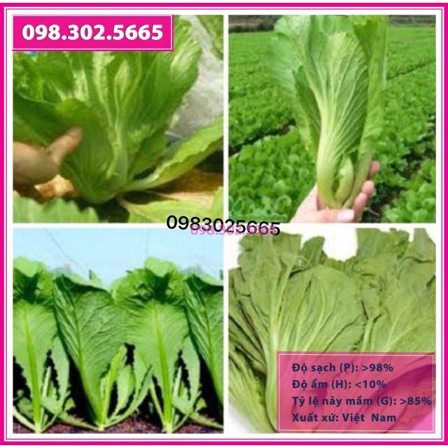 Hạt giống cải bẹ dưa cao sản