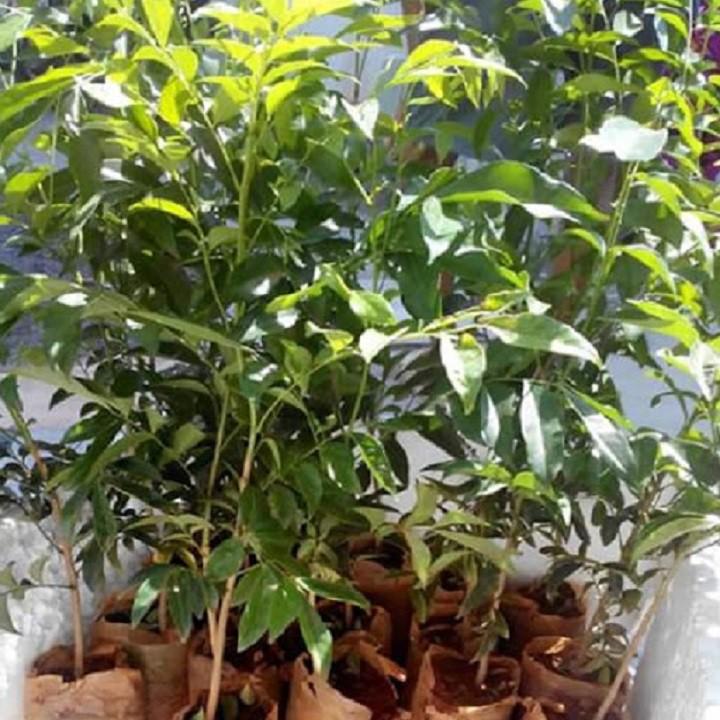 CÂY GIỐNG QUẤT HỒNG BÌ SIÊU NGỌT