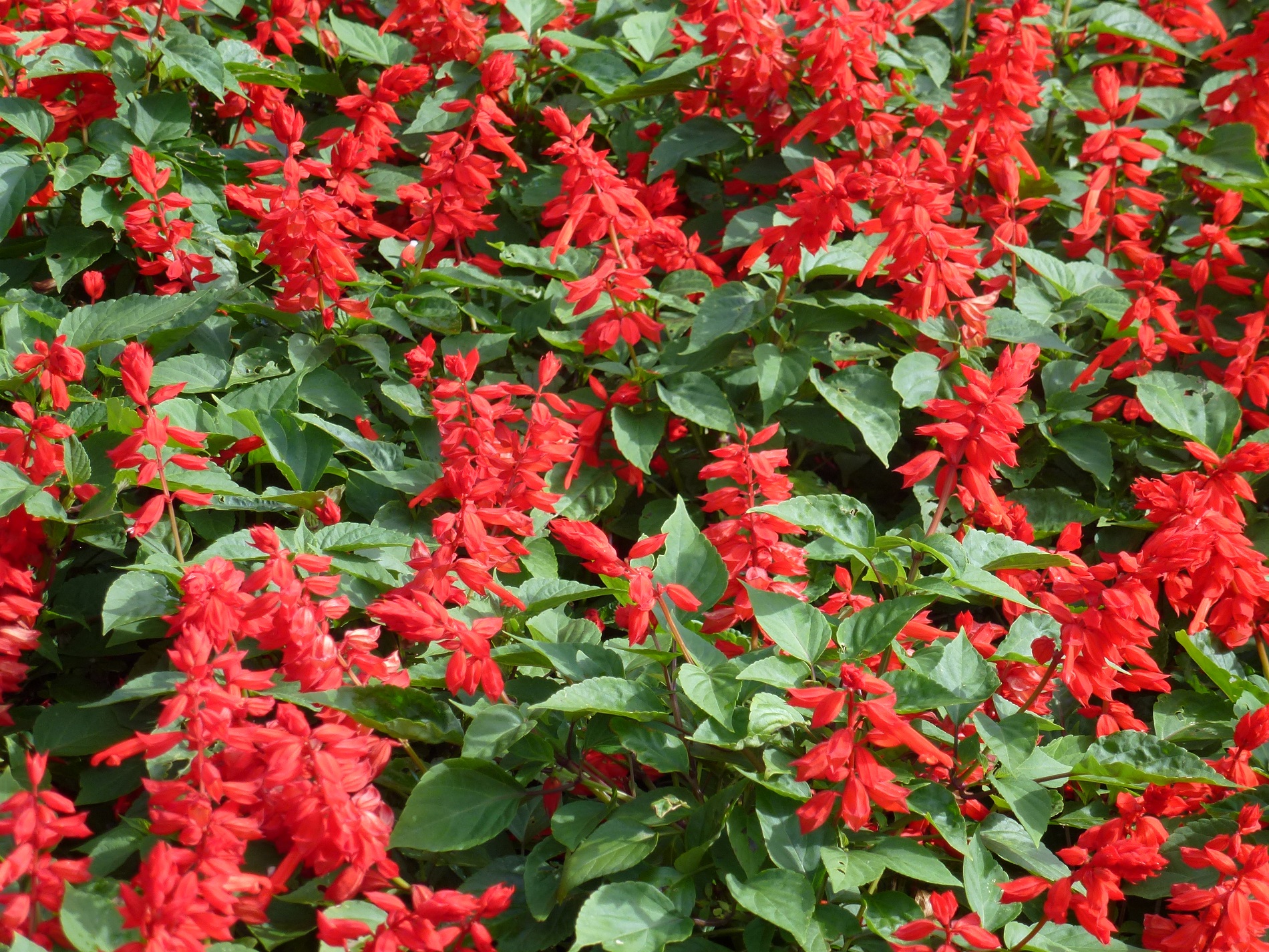 Hạt giống hoa xác Phá0 đỏ Italy VTP79