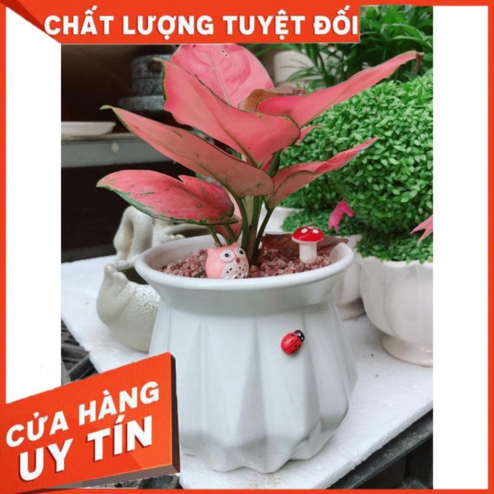 Chậu vạn lộc