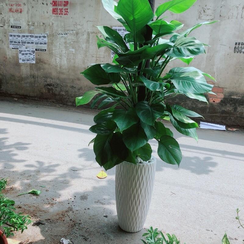 Chậu Cây Trầu Bà Leo