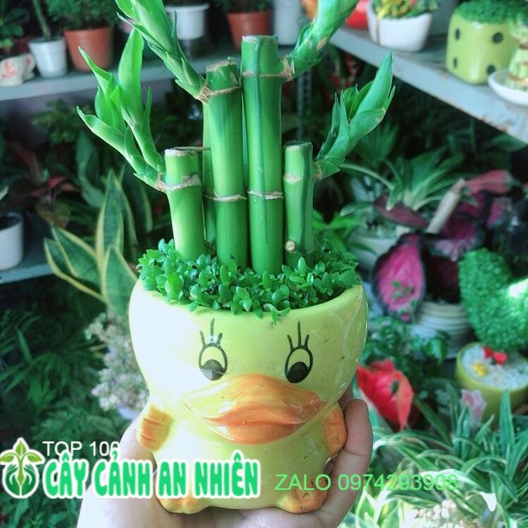 Chậu Trúc Phát Tài