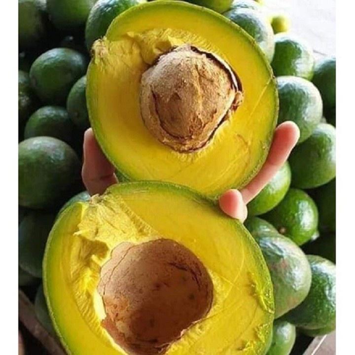 Cây Giống Bơ Sáp