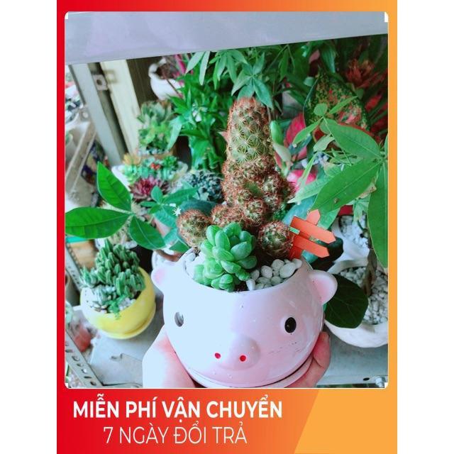 Chậu Xương Rồng Sen Đá