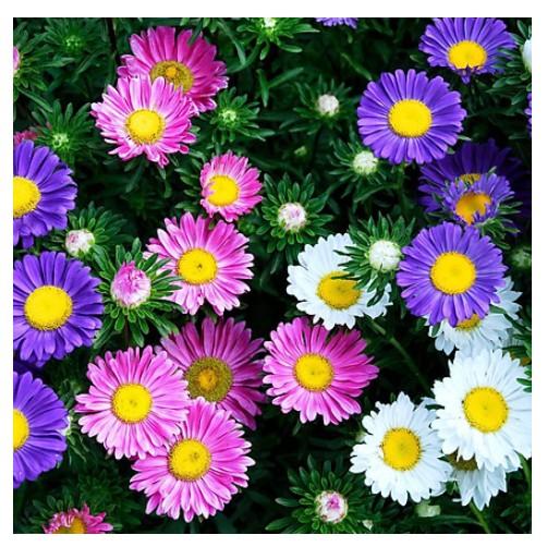 50hạt hoa thạch thảo cao 50 đến 80cm