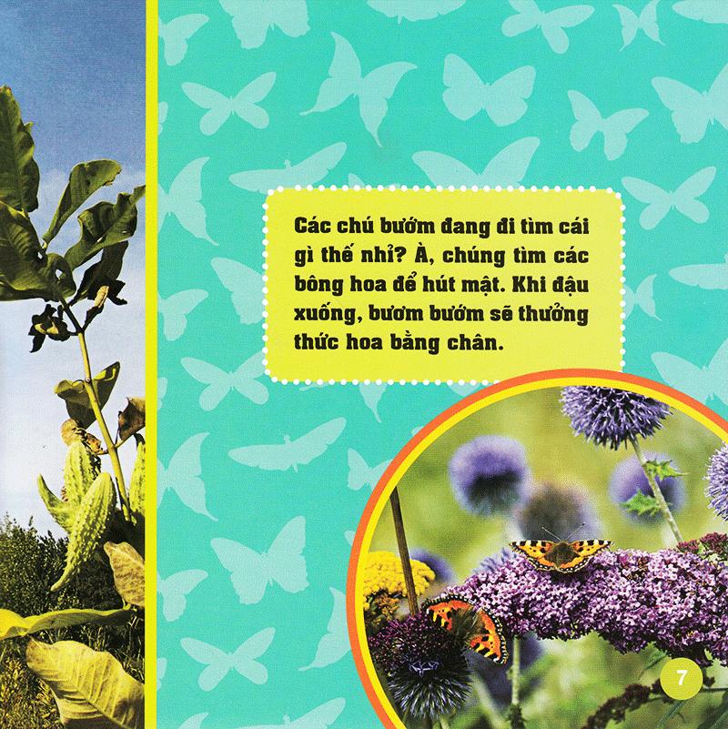Khám Phá Thế Giới Diệu Kì - Bươm Bướm