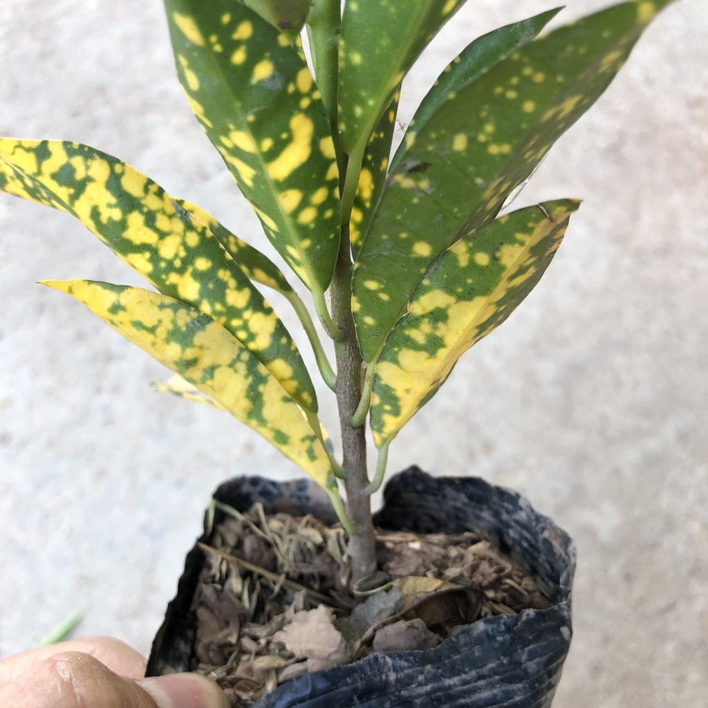 Cây cô tòng vàng anh, chiều cao 20cm lá vàng đốm bắt mắt sức sống khỏe thích nghi tốt, thích hợp trang trí cảnh quan