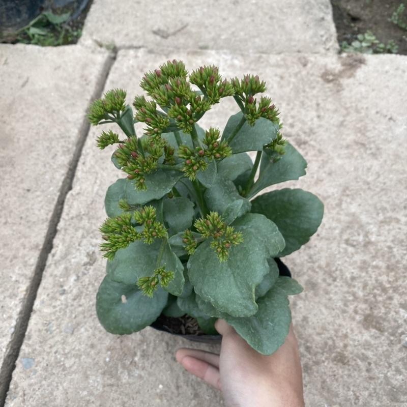 Cây hoa sống đời trồng trong bịch đen như hình