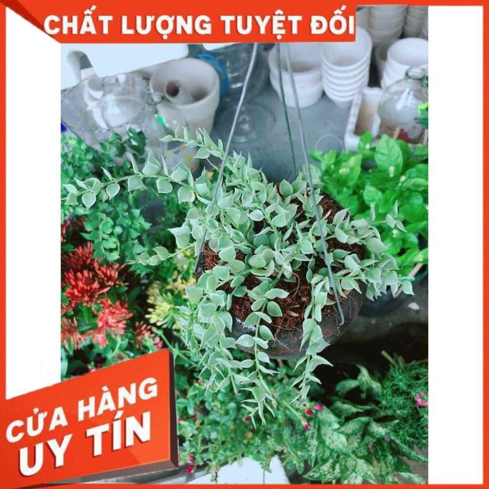 Chậu cây lá tim cẩm thạch Nhiều Người Mua