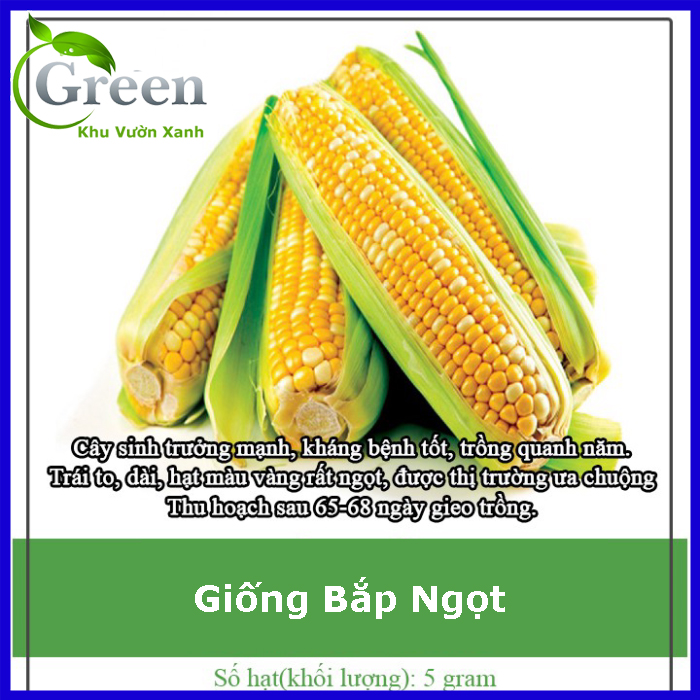 Hạt Giống Bắp Ngọt (Bắp Mỹ) Năng Suất Cao