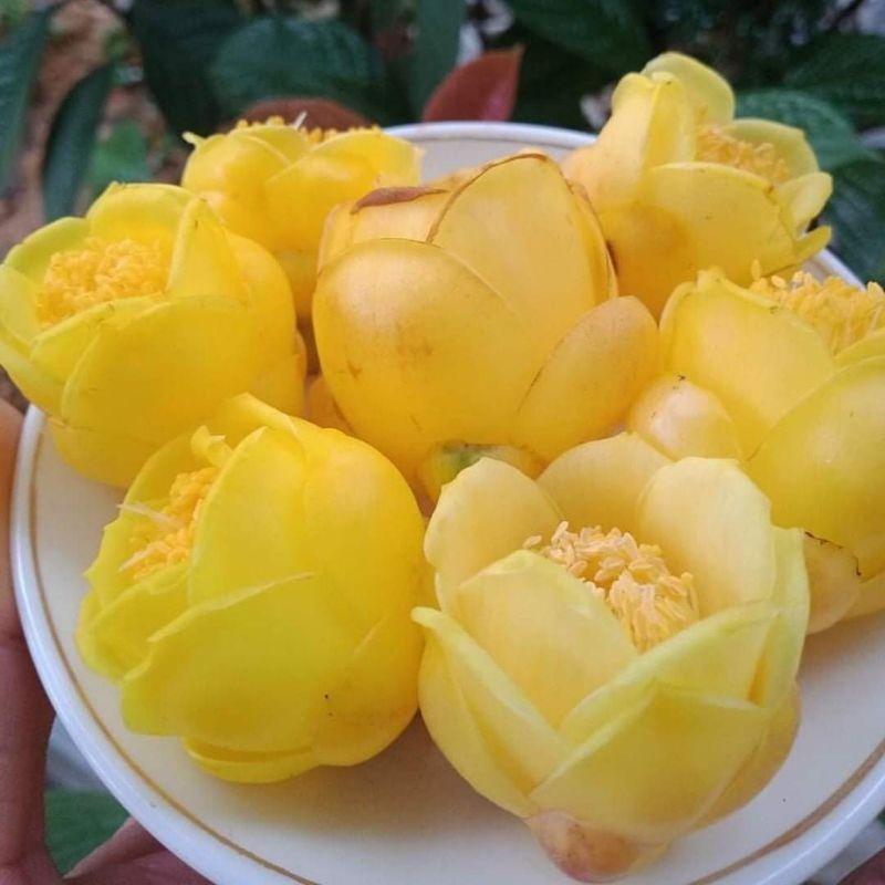 Cây trà hoa vàng