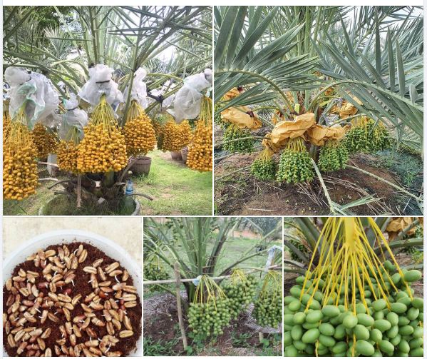 Hạt giống cây ăn trái chà là f1-gói 5 hạt-tặng kèm gói kích mầm