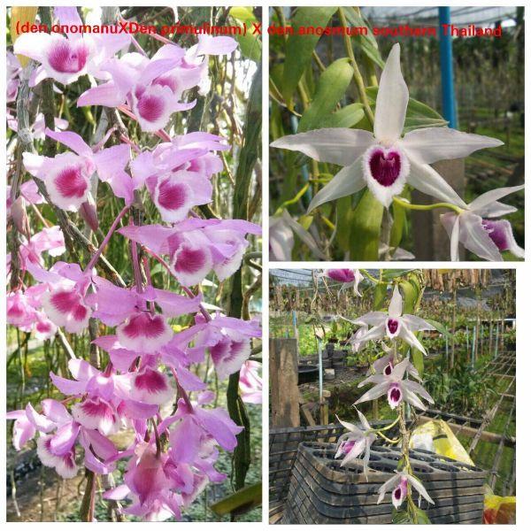Phi điệp và trầm cây giống hành gieo hạt cây đẹp chuẩn giống