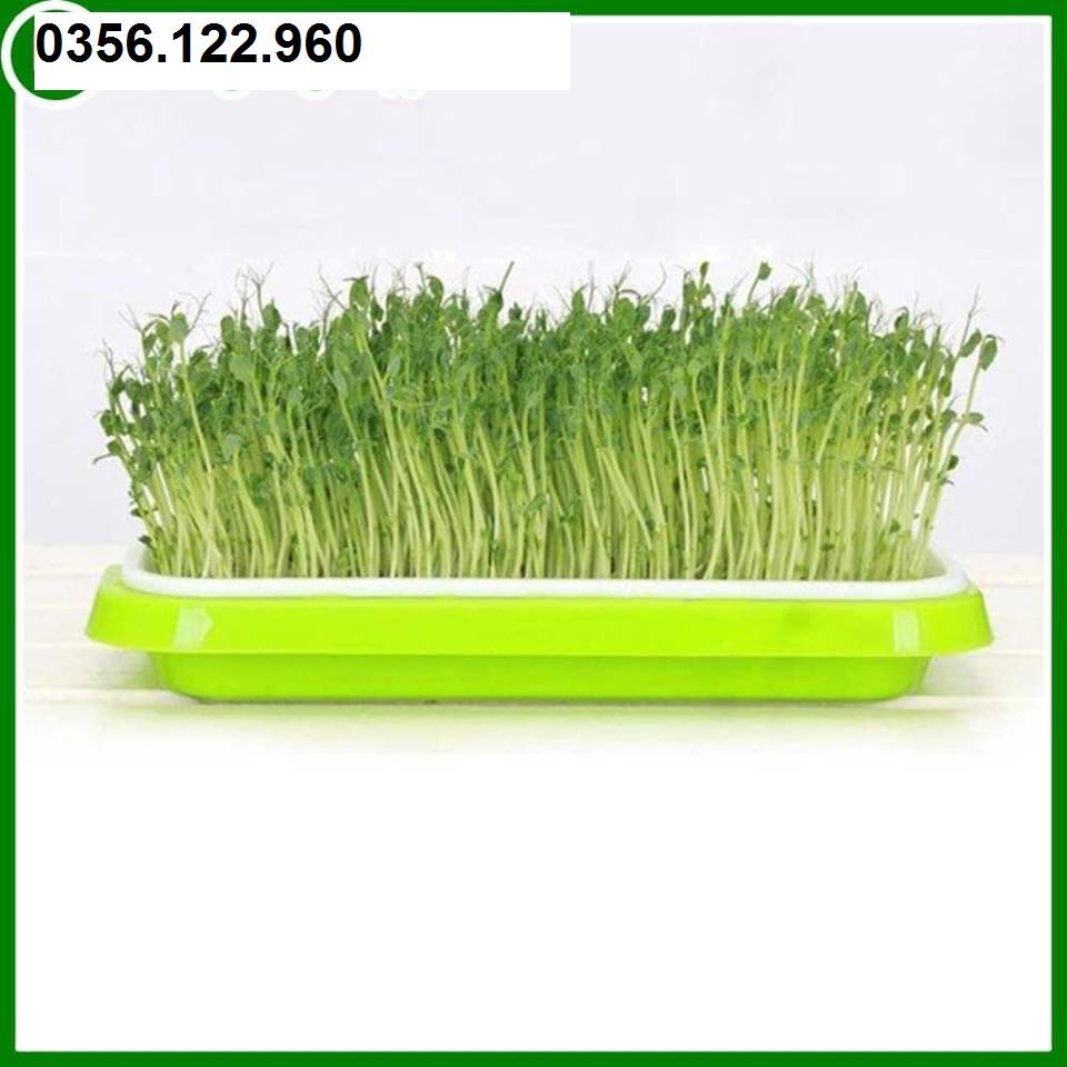 2 Khay Trồng Rau Mầm Thông Minh, thủy canh chuyên dùng
