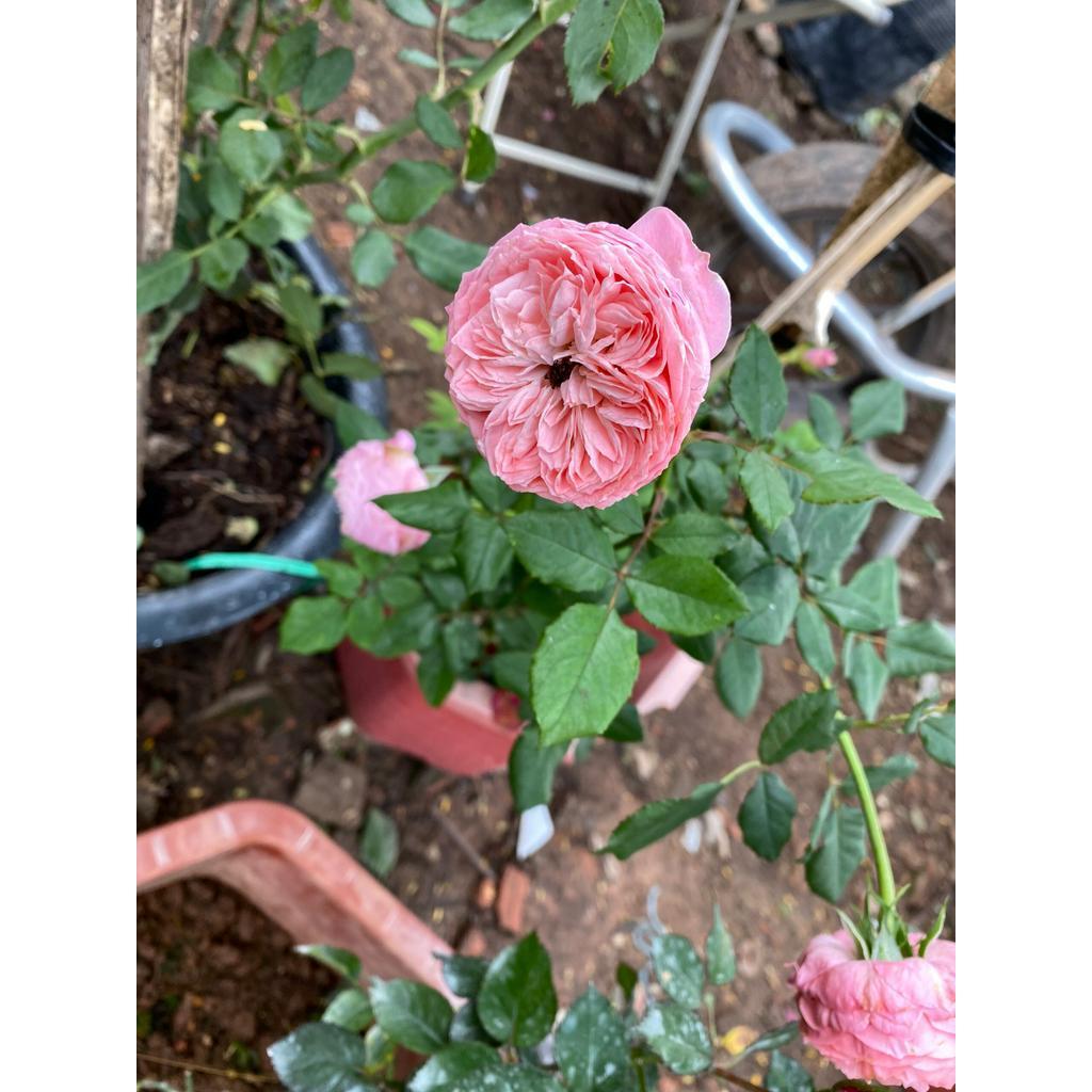 Chậu Cây Hoa Hồng Leo